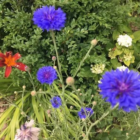 Bleu Et Coquelicot * Guillaucourt